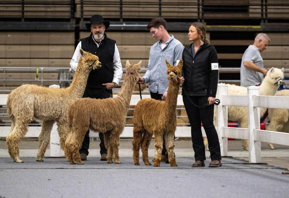 Justin Nuke, from left, Colton Bohemian, and Brogan Lehman, of Applewood Lane Alpacas in Wittenberg, Wisconsin, wait with their young alpacas for a show class during the Mopaca Invitational Alpaca Show 2024 at Hale Arena on Friday, March 22, 2024, in Kansas City. Tammy Ljungblad/tljungblad@kcstar.com