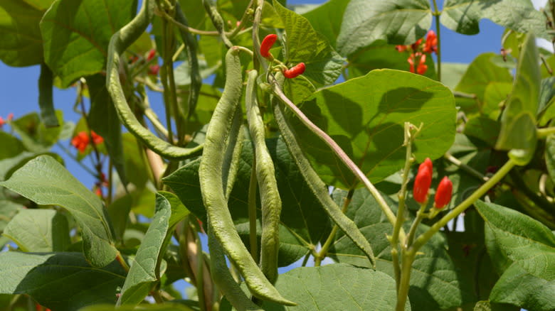 Scarlet Runner beans on the vine