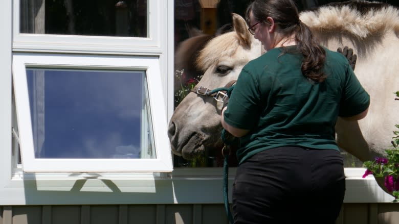 Billy the horse brings comfort to palliative care patients
