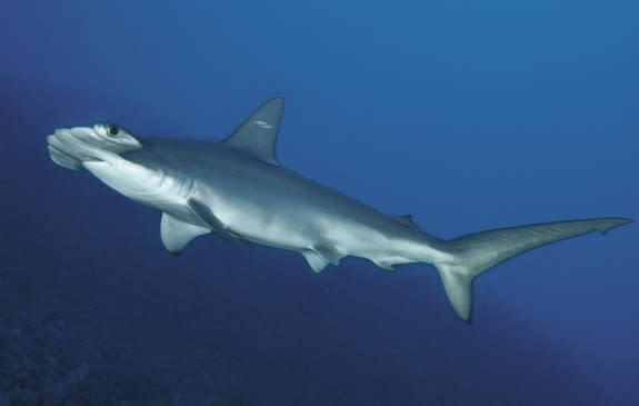 A scalloped hammerhead shark, which looks virtually identical to the newfound species, the Carolina hammerhead.