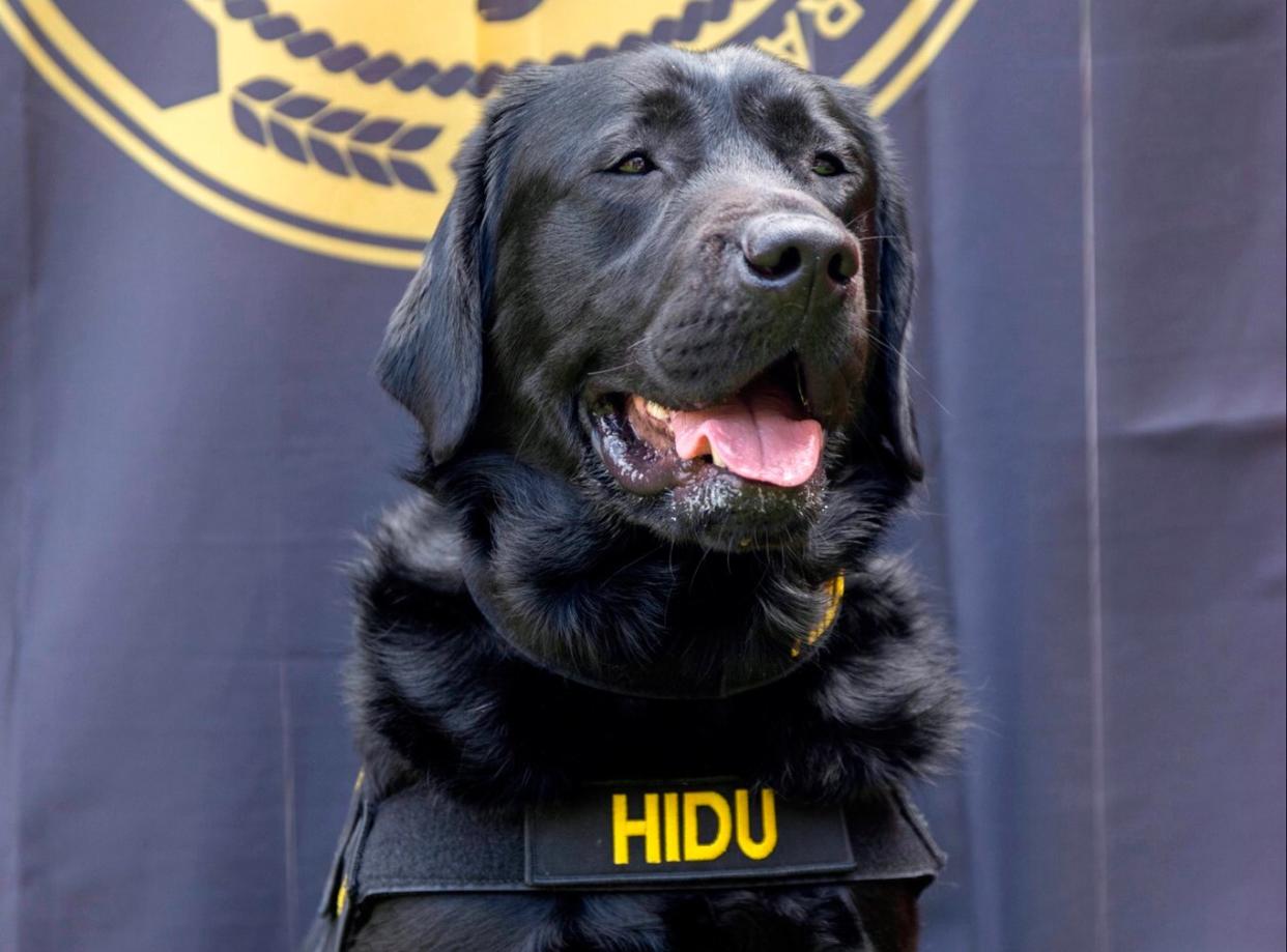 Operation Underground Railroad HIDU DOG