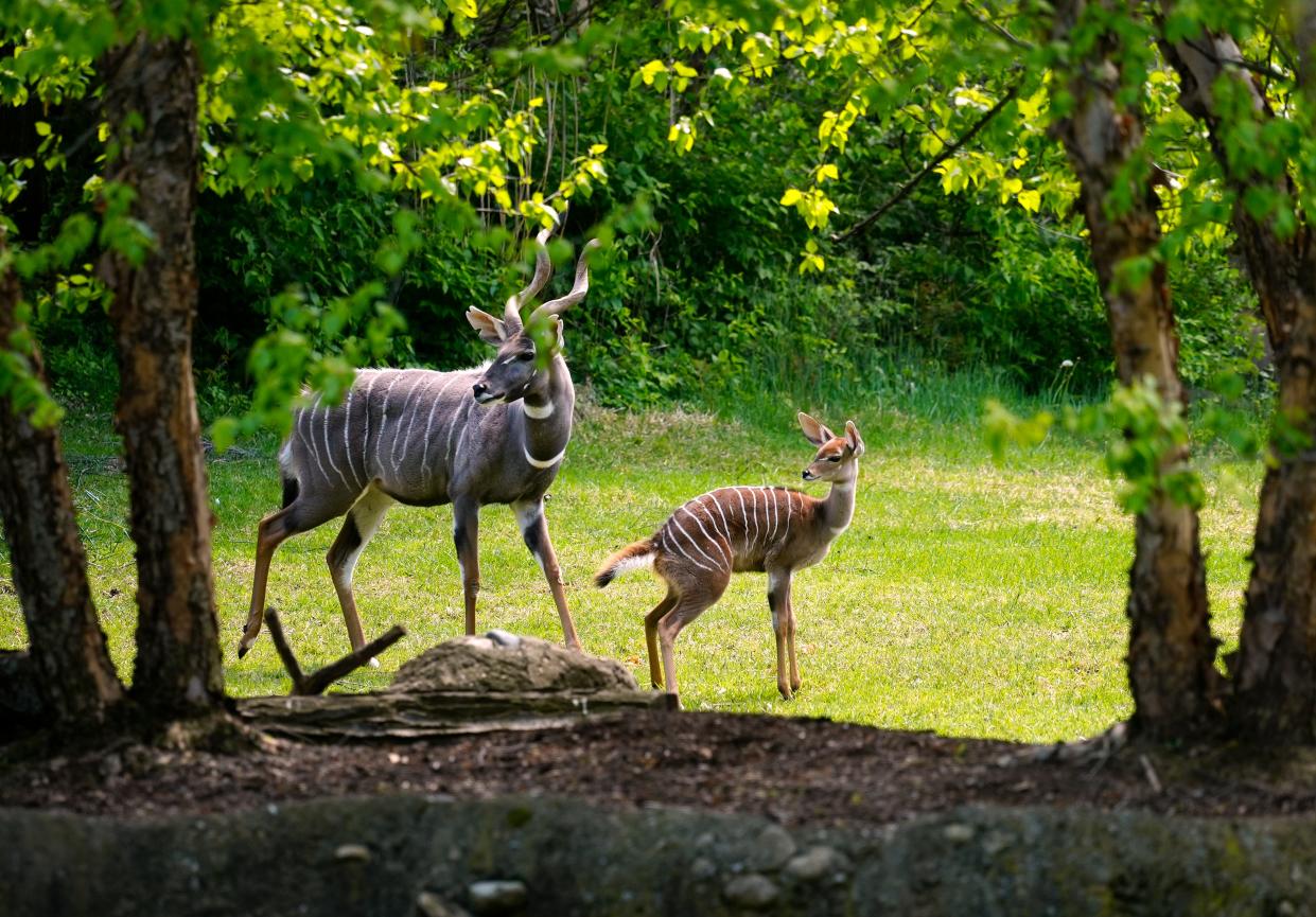It’s zoo baby time at the Cincinnati Zoo & Botanical Garden. Maizy, a lesser kudu, hangs with her dad, Hobbes, Wednesday, April 24, 2024 in Africa habitat.