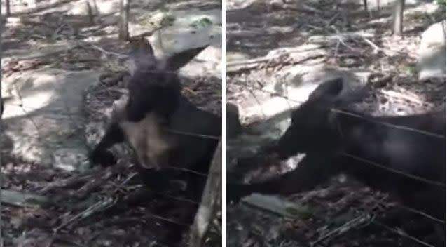 The footage begins with the two girls looking at the animal from the other side of the fence, before the kangaroo turns violent. Picture: Jennifer White