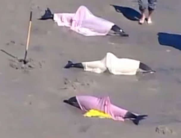 PHOTO: Eight dolphins were stranded on a beach in Sea Isle, N.J., on March 21, 2023. (WPVI)