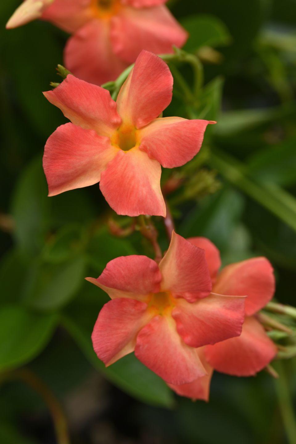 coral orange sunrise vining dipladenia ball horticultural