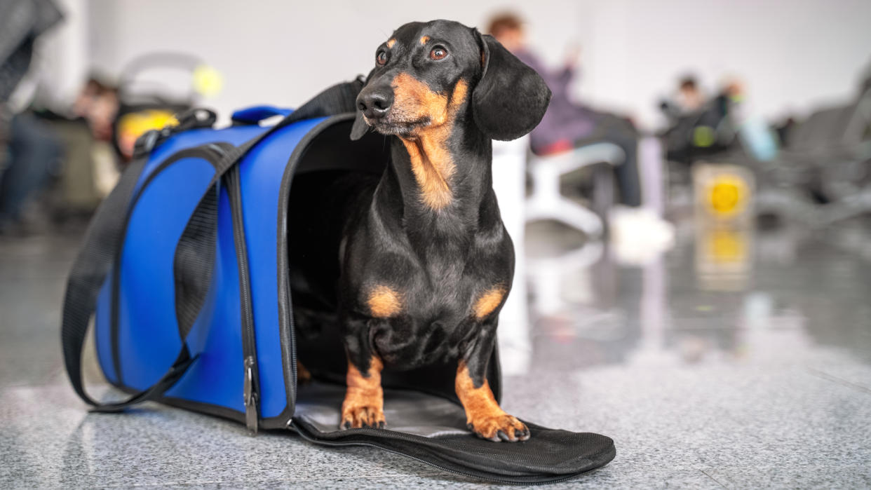  Daschund emerging from a dog carrier in an airport 