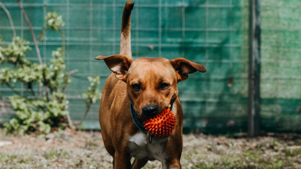 dog carrying ball