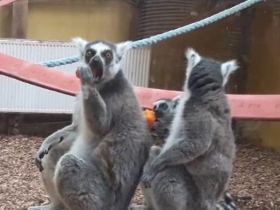 Overcrowding caused by aggression led some lemurs to attack others, it was said (Freedom for Animals)