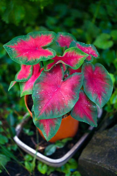 4) Caladium