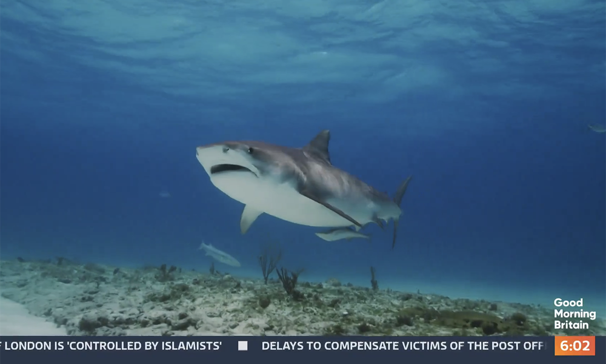 Shark swimming in the sea