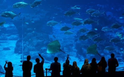 sea aquarium, singapore - Credit: JEWEL SAMAD