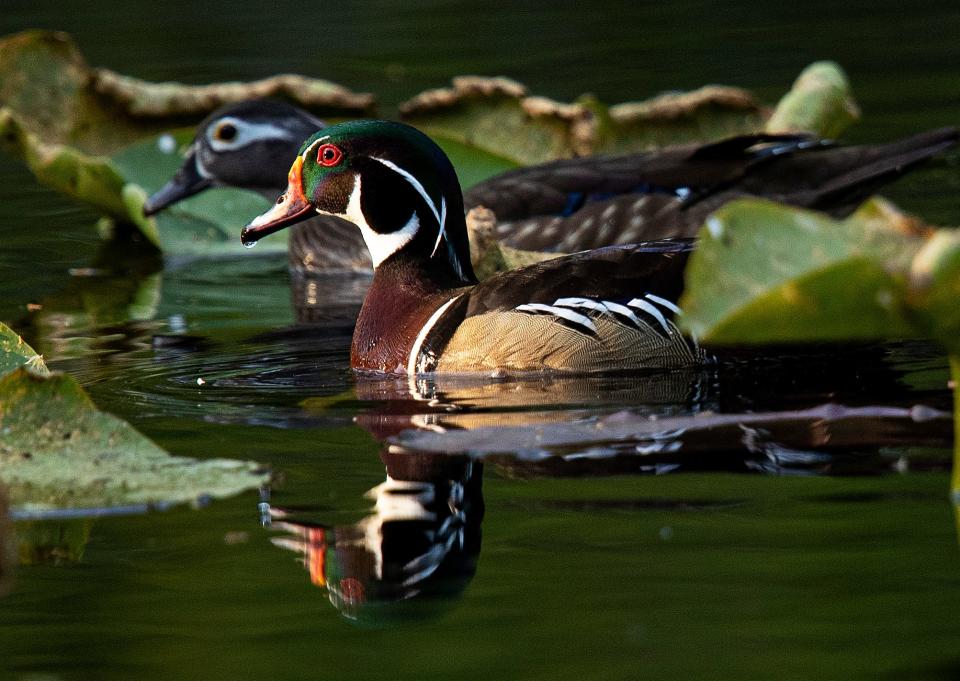 A pair of wood ducks forage for food at Six Mile Cypress Slough in Fort Myers on Wednesday, April 10, 2024.