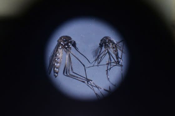 An adult <em>Wolbachia</em>-infected <em>Aedes aegypti</em> mosquito is seen under a microscope at the insectarium of Universitas Gajah Mada in Yogyakarta, Indonesia, Dec. 8, 2023.<span class="copyright">Dasril Roszandi—Anadolu/Getty Images</span>