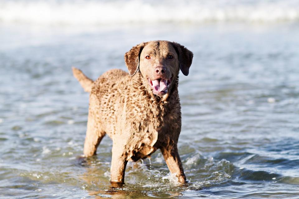 Chesapeake Bay Retriever