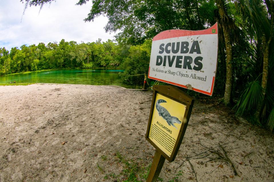 The main spring at Alexander Springs recreation area is open to swimmers and scuba divers in Altoona Florida on Thursday, October 14, 2021. However, like any body of freshwater in Florida, swimmers are cautioned about alligators. The eel grass is covered with a variety of algae.