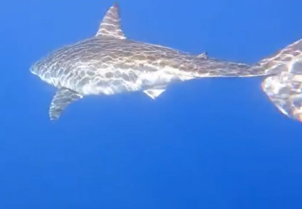 A large great white shark swims by a fishing boat off the Florida Keys Monday, Aug. 15, 2022.