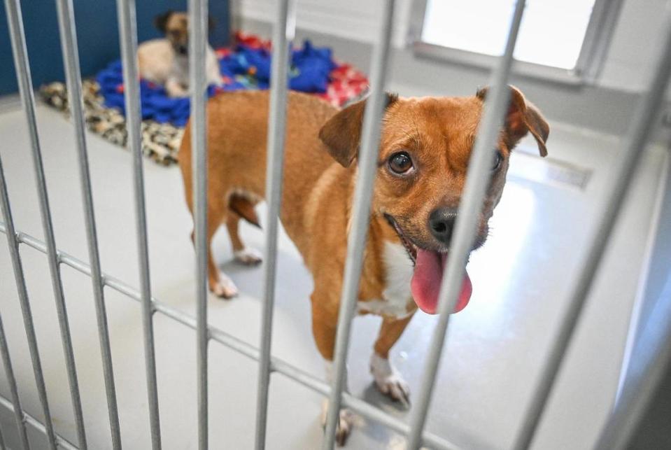 Un perro en adopción se asoma desde su perrera en el nuevo Fresno Animal Center durante un gran evento de inauguración y corte de listóm en las instalaciones cerca del aeropuerto, el martes 28 de junio de 2022.