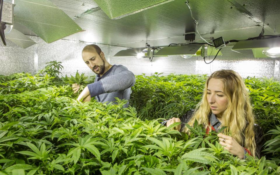 Cultivating cannabis in Washington State - Credit: Getty