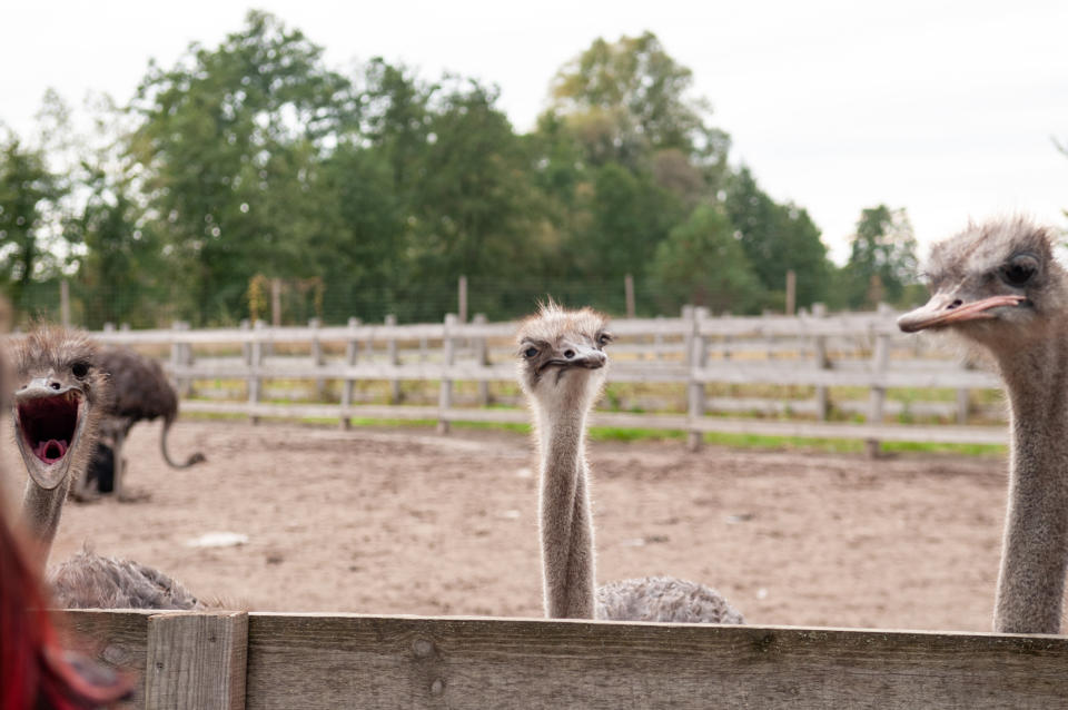 Group of ostriches behind a fence, one with mouth open as if surprised, in an outdoor enclosure