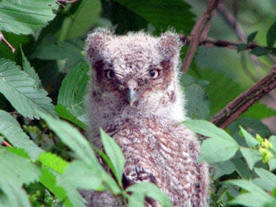 A baby owl at the Blue Hills Trailside Museum in Milton.