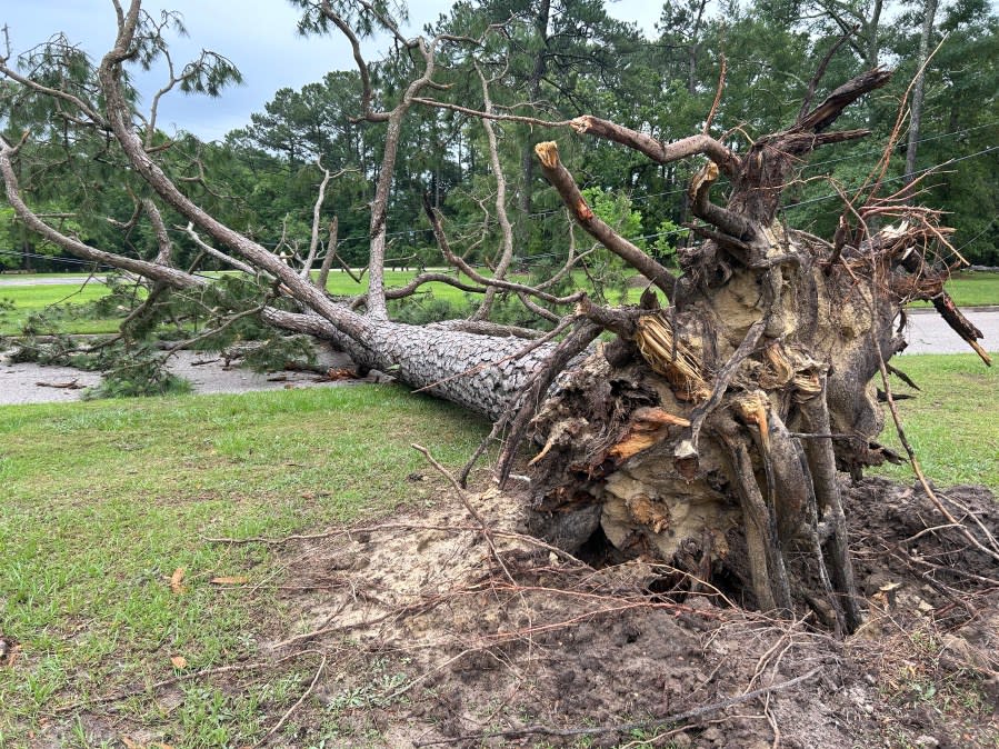 Fallen tree in McNally Park in Mobile, Alabama