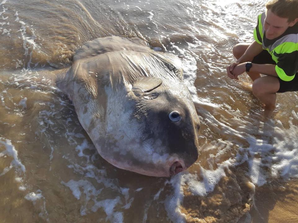 Según expertos, hay peces luna que son el doble de grandes. (Facebook/National Parks South Australia).