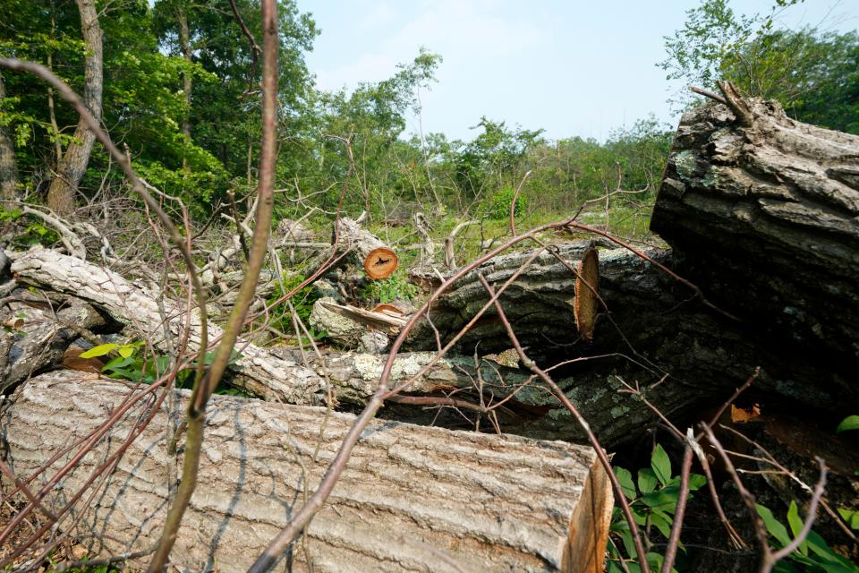 Trees were cut in the back yard of Samih Shinway (not shown), allegedly by men hired by his next-door neighbor, Grant Haber (not shown).  Shinway, said he did not give his neighbor permission to cut the trees or enter his property. Thursday, June 29, 2023