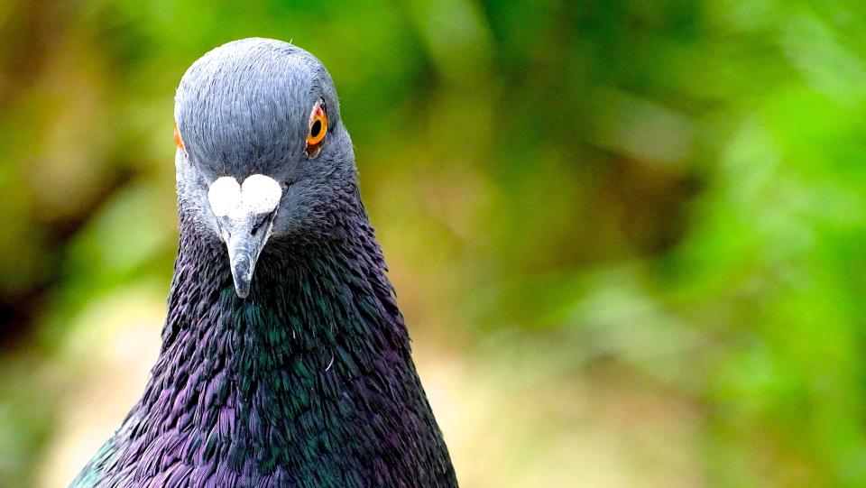 En Inde, un pigeon, accusé d’espionnage, a enfin été libéré