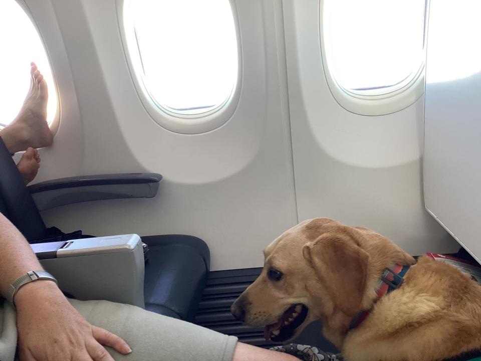 A row of seats can be seen with a service dog sitting on the floor, and two feet sticking out near the window.