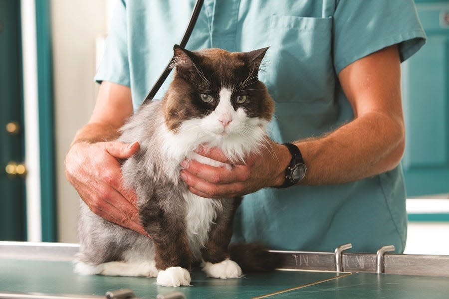 A cat is examined by a veterinarian. A pair of bills in the Florida Legislature aim to extend telemedicine to pets and their owners.