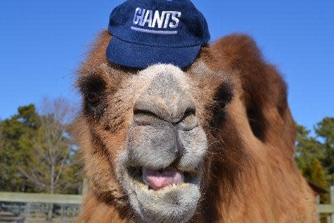 Princess the camel is a popular resident of Popcorn Park Zoo in Lacey - and an apparent Giants fan.