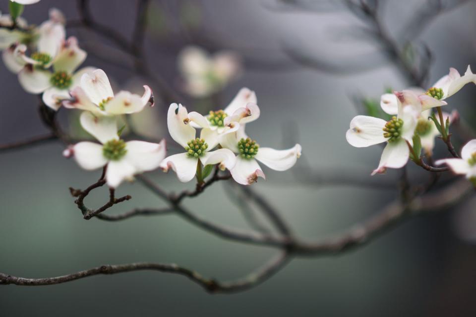 23. Flowering Dogwood - North Carolina