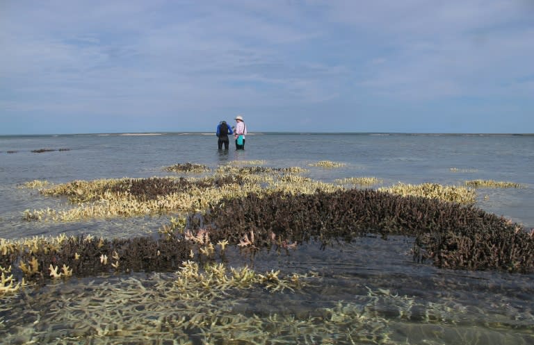 The Great Barrier Reef is already under pressure from farming run-off, development, the coral-eating crown-of-thorns starfish, along with climate change