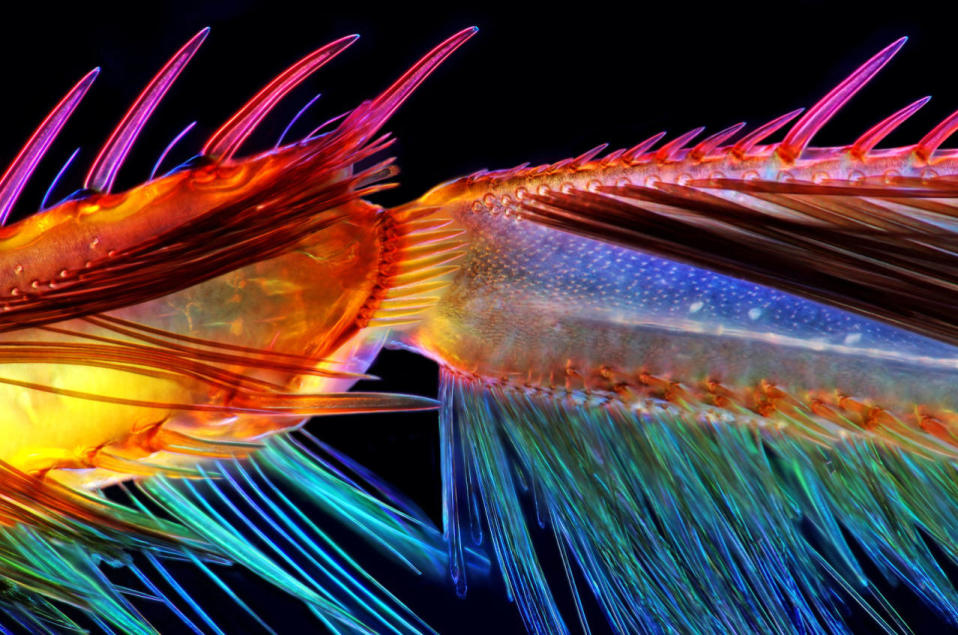 2016 Nikon Small World Finalists