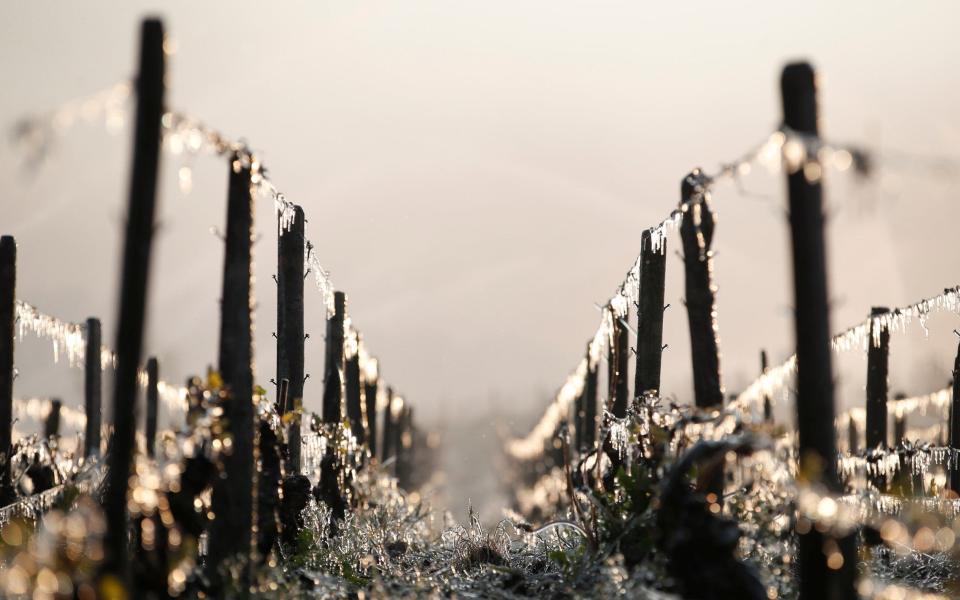 Water-covered vineyards are seen early in morning as water is sprayed to protect them frost damage outside Chablis - Credit: REUTERS