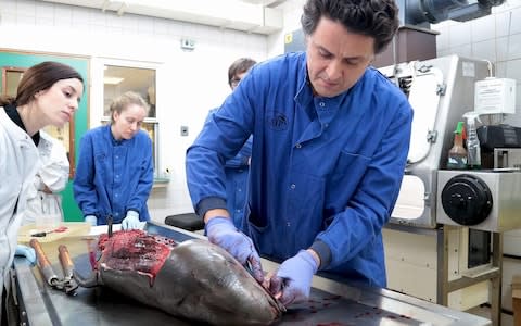 Rob Deaville performing a post mortem on a porpoise at the Institute of Zoology, ZSL London Zoo.  - Credit: Dan John/ZSL&nbsp;/PA