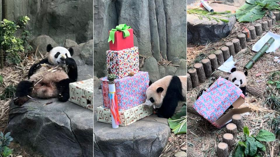 Finding Comfort in Cuteness: Salbiah Sirat shares how her bond with pandas, especially Le Le, offers solace amid life's challenges. (PHOTO: Yahoo Southeast Asia)