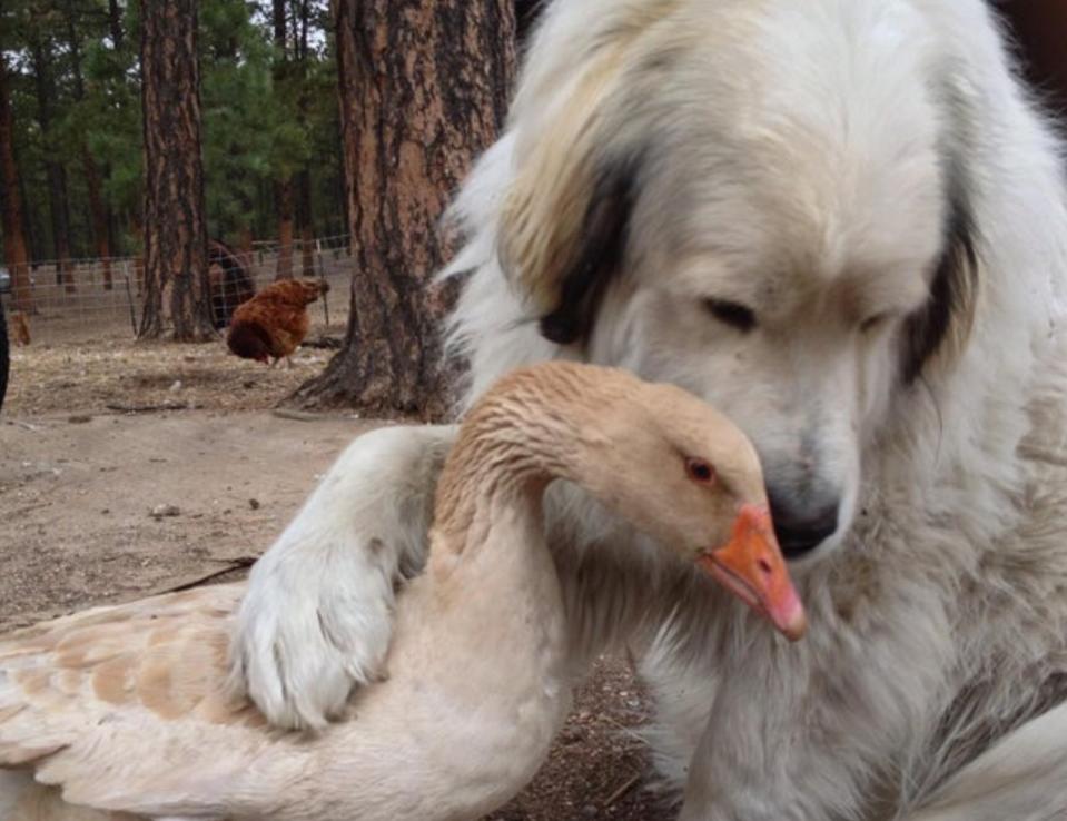 “Mi perro y mi ganso son los mejores amigos. El ganso (Agnes) está acicalando al perro constantemente”. (Foto: reddit / <a href="http://www.reddit.com/r/pics/comments/gboj9x/my_dog_and_goose_are_best_friends_the_goose_agnes/" rel="nofollow noopener" target="_blank" data-ylk="slk:Naifee;elm:context_link;itc:0;sec:content-canvas" class="link ">Naifee</a>).