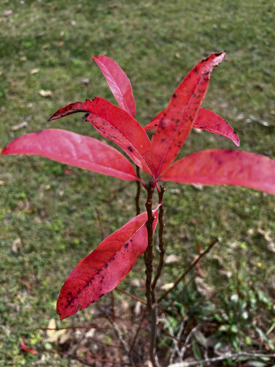 Sourwood is a medium-sized beauty that stands out in fall with red leaves, attracts pollinators with white blooms in mid-summer, and produces sought-after honey with a deep, spicy flavor.
