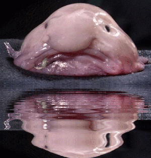 10 Deep Sea Creatures That Prove Aliens Are Here on Earth