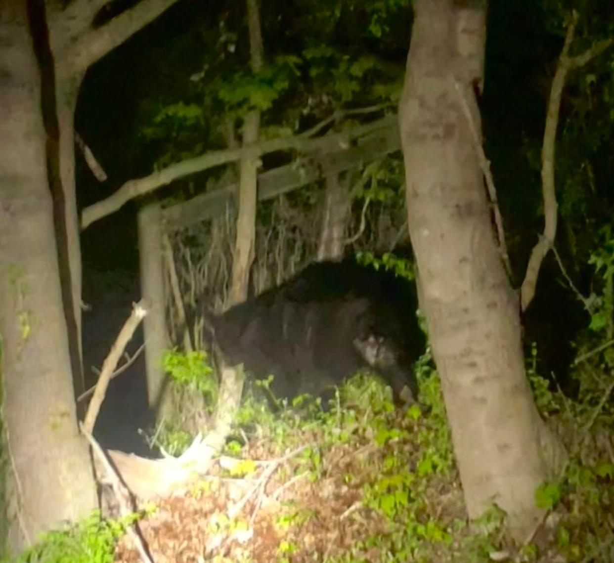A black bear spotted by an Upper Makefield patrol officer, who snapped the pic near Street Road, between Lurgan Road and Windy Hollow Road early Monday April 29, 2024.