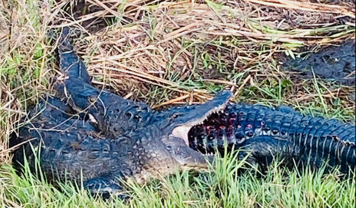 Crystal Urban Rose watched for 90 minutes and the alligators never let go.