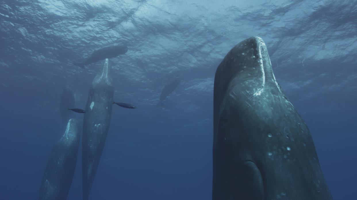 The latest episode of Mammals featured remarkable footage of sperm whales. (BBC)