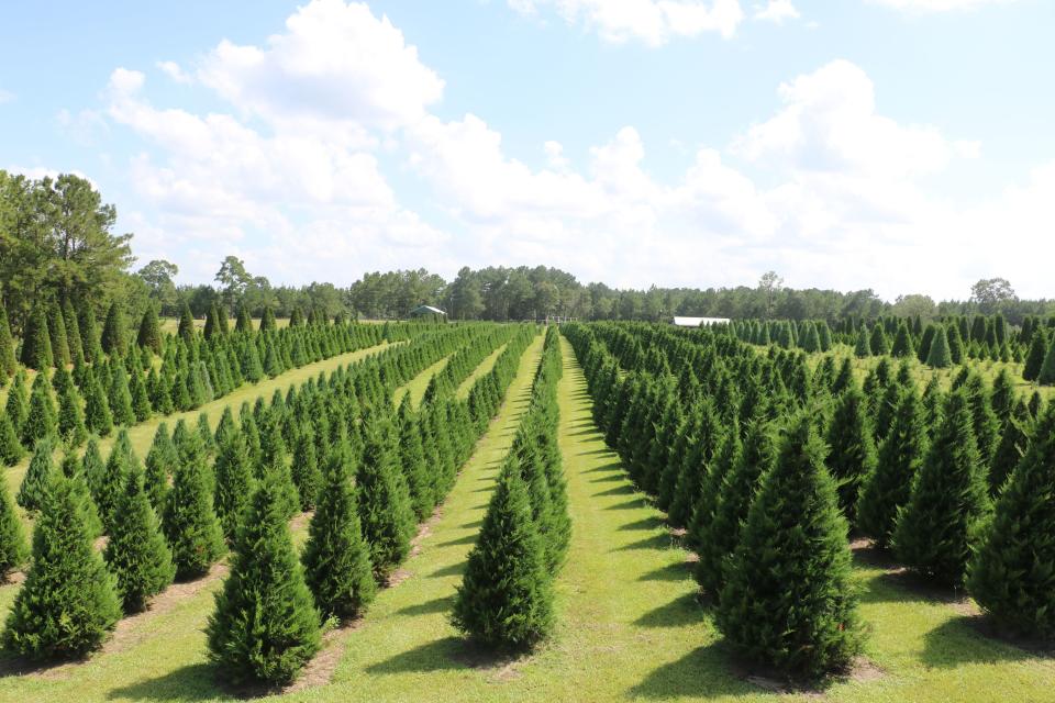 Steele's Christmas Tree Farm: Angie, LA