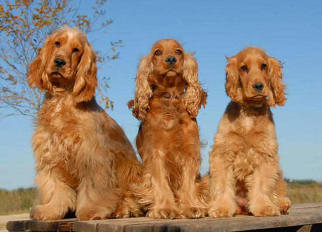 The 25 Smartest Dog Breeds - PureWow