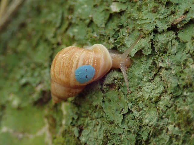 A snail on a tree trunk on Moorea in French Polynesia