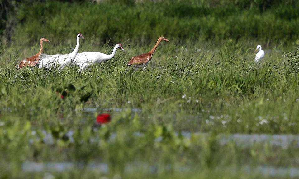 FILE - In this June 11, 2018 file photo, a pair of captive-bred whooping cranes and their 2-month-old wild-hatched chicks forage through a crawfish pond near an egret, far right, in Jefferson Davis Parish, La. The COVID-19 pandemic means far fewer chicks than usual are being bred in captivity to release in the wild in fall 2020, helping to bring back the world's rarest cranes. (AP Photo/Gerald Herbert, File)