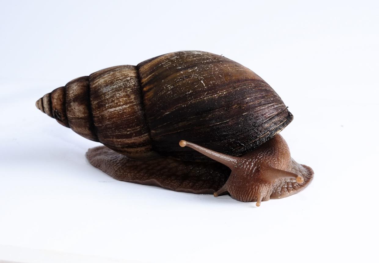 Giant african Land snail out of its shell with tentacles fully out on a white background.