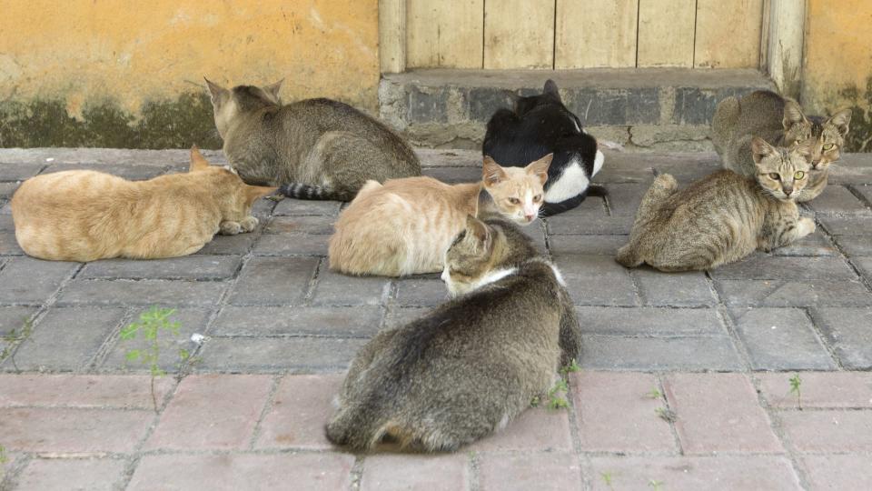 There are a squad of feral cats at Disney