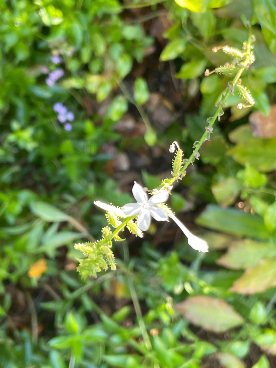 This plumbago plant generates delicate white flowers.